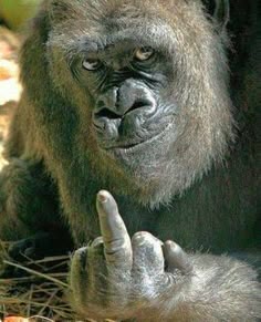 Gorilla mit erhobenem Finger